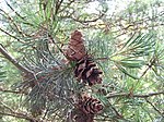 PinusParviflora Cones.jpg