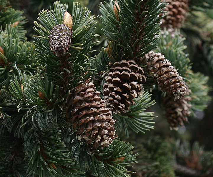 File:Pinus aristata (Rocky Mountains Bristlecone Pine) - Flickr - S. Rae.jpg