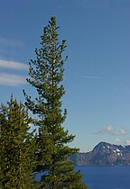 Tree, Crater Lake, Oregon