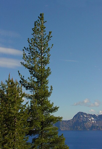 File:Pinus monticola Crater Lake.jpg