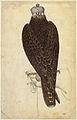 Pisanello, falcone, cabinet des dessins INV 2453.jpg