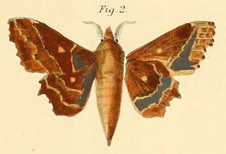 <i>Mimopacha knoblauchii</i> Species of moth