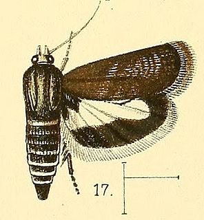 <i>Atractoceros</i> genus of insects