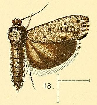 Phycodes punctata Pl.3-fig.18-Phycodes punctata Walsingham, 1891.jpg