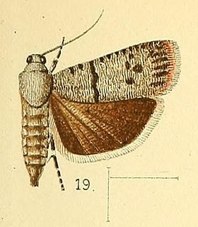 <i>Phycodes substriata</i> Species of moth