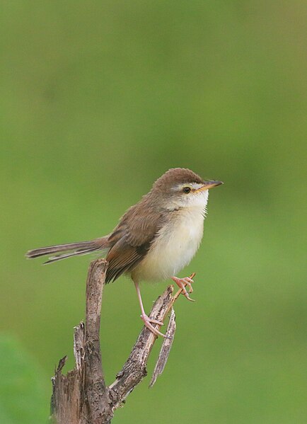 File:Plain prinia (Prinia inornata) - bird.jpg