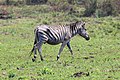 * Nomination Burchell's zebra (Equus quagga burchellii) in Mlilwane Wildlife Sanctuary, Swaziland --Bgag 01:50, 22 October 2018 (UTC) * Promotion Good quality. -- Johann Jaritz 02:03, 22 October 2018 (UTC)