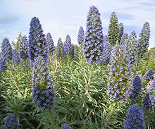 Echium candicans (or Echium fastuosum) at the park of the Hotel Adriano in El Toro.