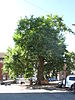 Platane, bekannt als der Baum der Freiheit, wurde von den Freiwilligen bei ihrer Rückkehr aus Brüssel im Jahr 1830 gepflanzt und wuchs auf dem öffentlichen Platz von Saintes