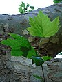 Platanus × hispanica Plátano común