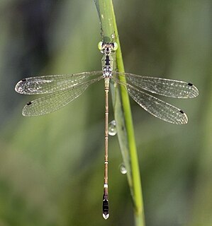 Platylestes kirani