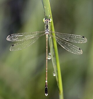 <i>Platylestes kirani</i> Species of damselfly