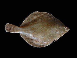 Pleuronectidae family of flounders