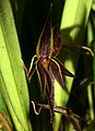 Pleurothallis allenii flower