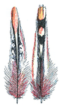 Illustration av grå djungelhönas speciella halsfjädrar och vingtäckare.