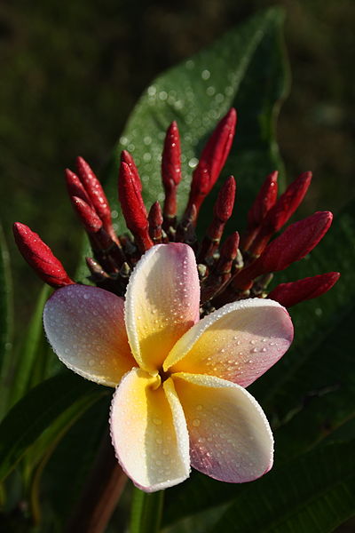 File:Plumeria 2872.JPG