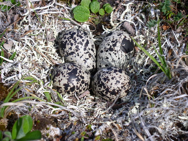 Other nest linings, like the lichen in this American golden-plover scrape, may provide some level of insulation for the eggs, or may help to camouflag