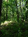 Čeština: Zaniklý hrad Poděhusy u vsi Podeřiště, okres Prachatice. English: Abandoned castle of Poděhusy near the village of Podeřiště, Prachatice District, South Bohemia, Czech Republic.