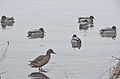 English: Mallards Deutsch: Stockenten