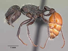 Pogonomyrmex pronotalis