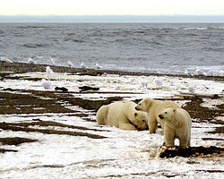 Polar bears on the Beaufort Sea coast. Polarbearsfamily.jpg