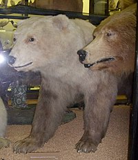 ハイイログマとホッキョクグマの雑種 Wikipedia