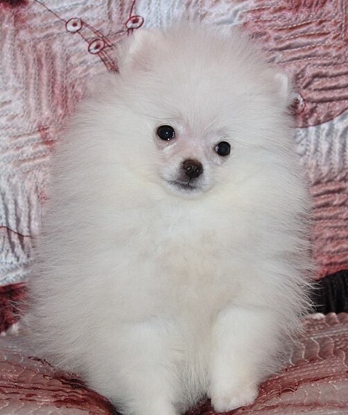 File:Pomeranian White Puppy.jpg