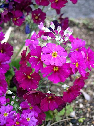 <i>Primula malacoides</i> Species of flowering plant