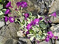 Primula marginata 'Fred Salter'