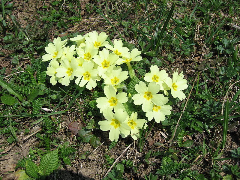 File:Primula vulgaris 2.JPG