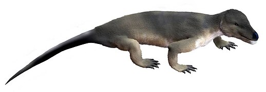 Procynosuchus