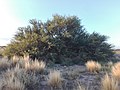 Miniatura para Prosopis alpataco