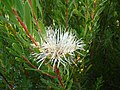 Miniatura para Protea lanceolata