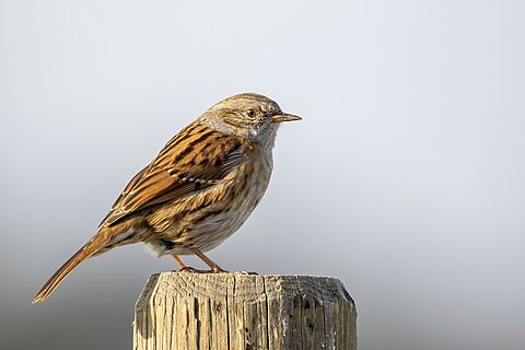 Dunnock on a fence post