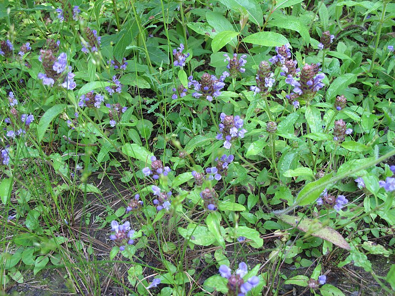 File:Prunella vulgaris 15-p.bot-prune.vulga-13.jpg