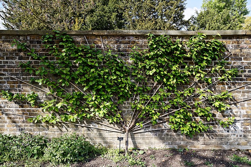 File:Prunus domestica 'Golden Transparent' Gage plum at Myddelton House, Enfield, London, England.jpg