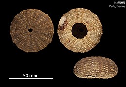 Pseudechinus magellanicus (Test, MNHN).