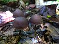 Thumbnail for Psilocybe guilartensis