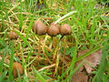 Miniatura Psilocybe