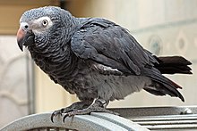 Psittacus erithacus timneh-parrot on cage.jpg