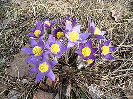 Vėjalandė šilagėlė (Pulsatilla patens)