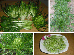 Puntarelle.gif