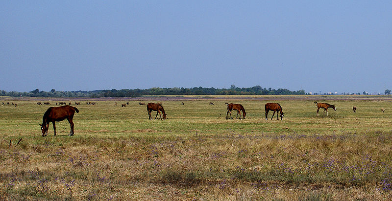 File:Puszta bei Gyula Pferde.jpg