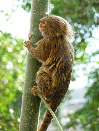 Pygmy marmoset - Wikiwand