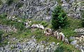 Herausgewitterter Quarzgang. Stausee von Roselend. Alpen F