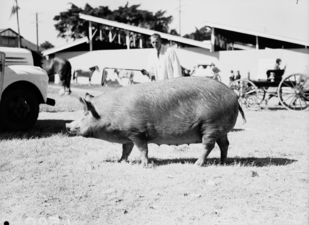 Champion sow in Queensland, 1950s