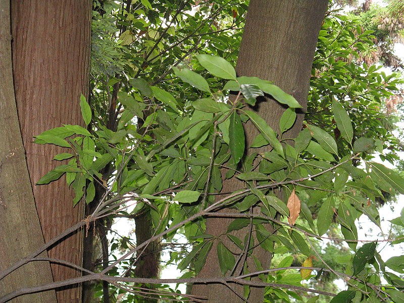 File:Quercus acuta3.jpg