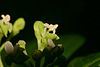 Grevea madagascariensis