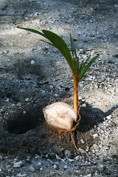 File:Raiatea - Coco germee.JPG