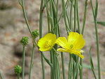 Ranunculus gramineus0.jpg